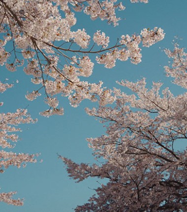 벚꽃이 폈어요!